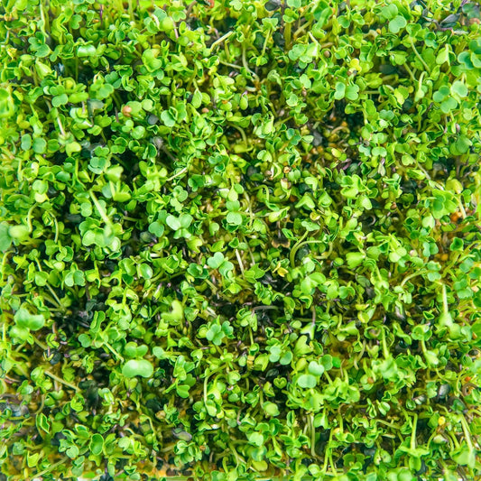 A picture of young broccoli, the source of sulforaphane from broccoli sprouts for dogs