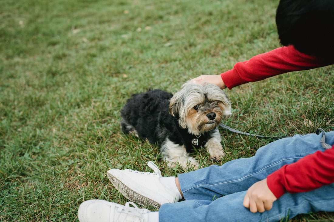 Understanding Healthspan Versus Lifespan: The Proactive Approach